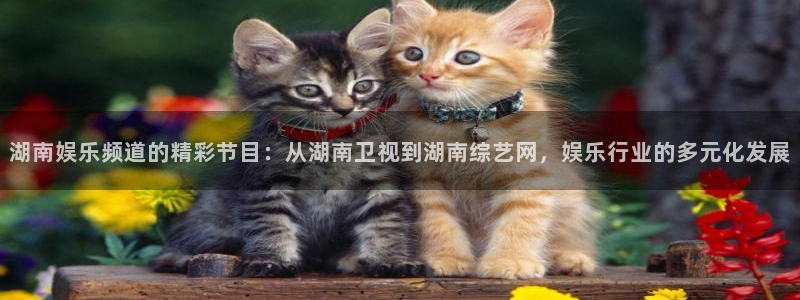 全民彩神独胆：湖南娱乐频道的精彩节目：从湖南卫视到湖南综艺网，娱乐行业的多元化发展
